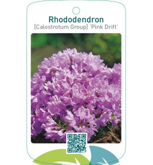 Rhododendron [Calostrotum Group] ‘Pink Drift’