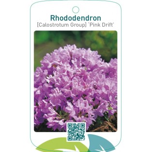 Rhododendron [Calostrotum Group] ‘Pink Drift’