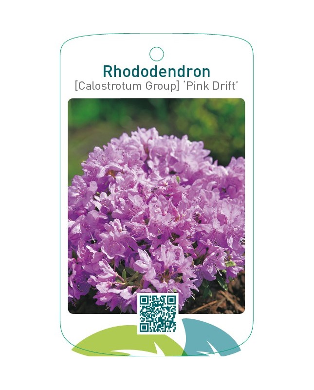Rhododendron [Calostrotum Group] ‘Pink Drift’