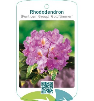 Rhododendron [Ponticum Group] ‘Goldflimmer’