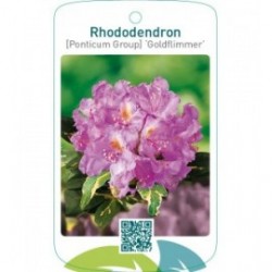 Rhododendron [Ponticum Group] ‘Goldflimmer’