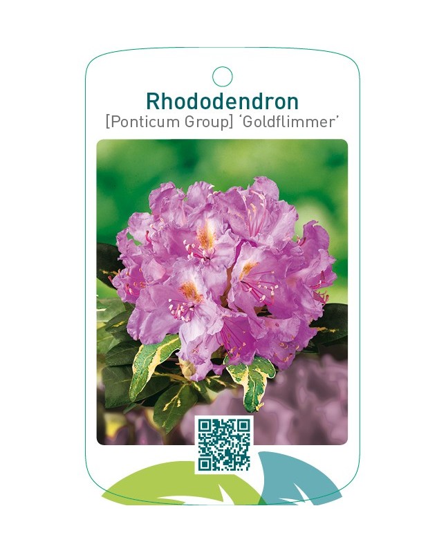 Rhododendron [Ponticum Group] ‘Goldflimmer’