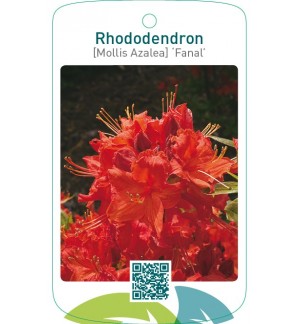 Rhododendron [Mollis Azalea] ‘Fanal’