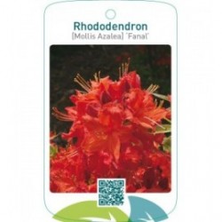 Rhododendron [Mollis Azalea] ‘Fanal’