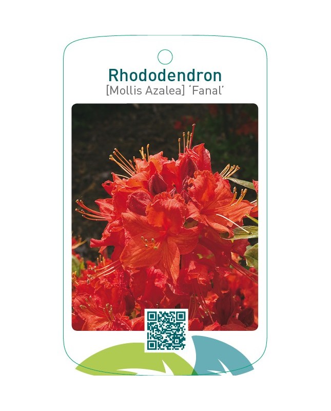 Rhododendron [Mollis Azalea] ‘Fanal’