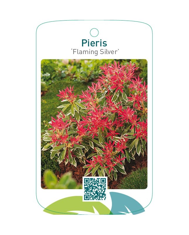 Pieris ‘Flaming Silver’