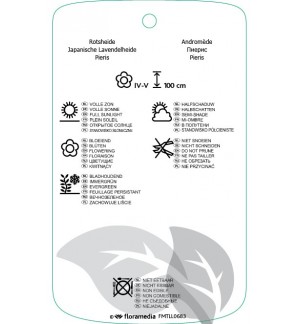 Etichette di Pieris ‘Flaming Silver’ *