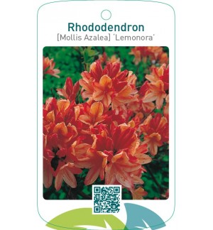 Rhododendron [Mollis Azalea] ‘Lemonora’