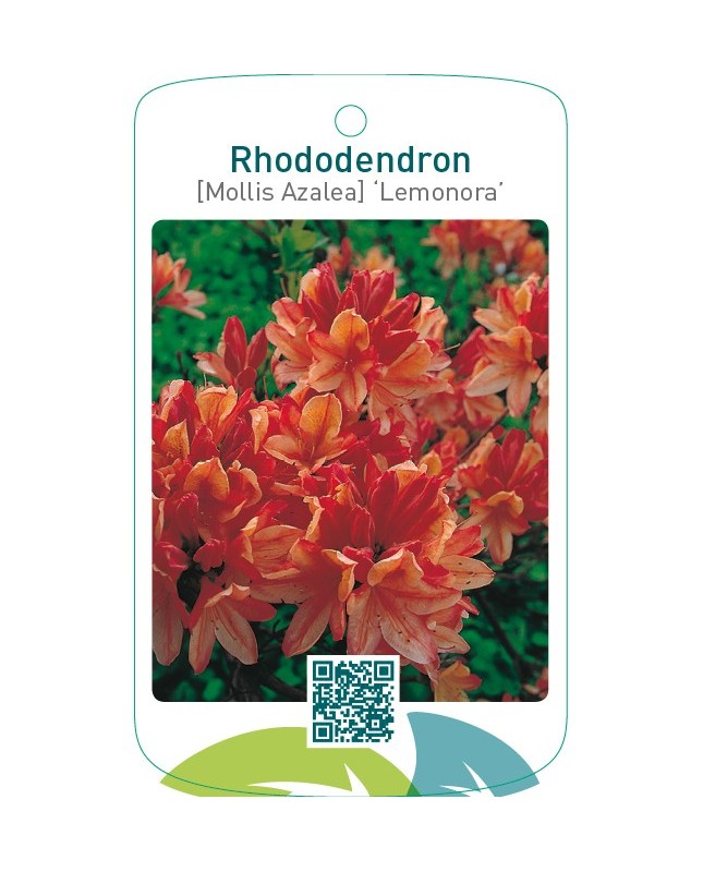 Rhododendron [Mollis Azalea] ‘Lemonora’
