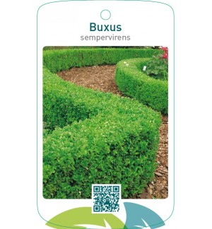 Buxus sempervirens  hagen