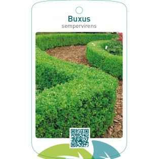 Buxus sempervirens  hagen