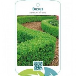 Buxus sempervirens  hagen