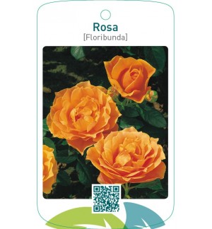 Rosa [Floribunda]  oranje