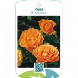 Rosa [Floribunda]  oranje