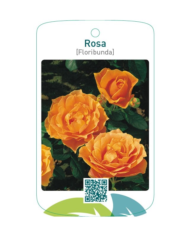 Rosa [Floribunda]  oranje