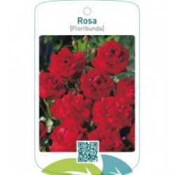 Rosa [Floribunda]  donkerrood