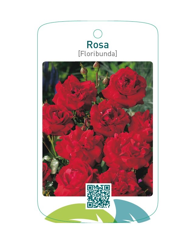 Rosa [Floribunda]  donkerrood