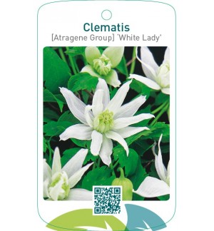 Clematis [Atragene Group] ‘White Lady’