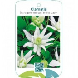 Clematis [Atragene Group] ‘White Lady’