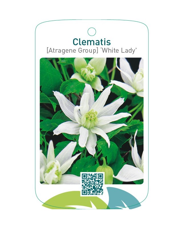 Clematis [Atragene Group] ‘White Lady’