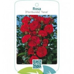 Rosa [Floribunda] ‘Tanal’ (Allotria)