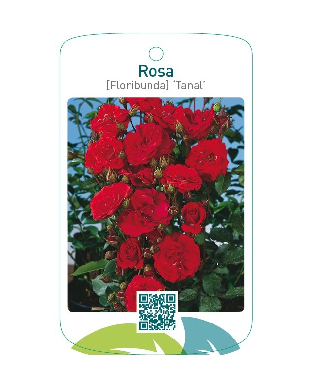Rosa [Floribunda] ‘Tanal’ (Allotria)