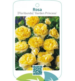 Rosa [Floribunda] ‘Garden Princess’