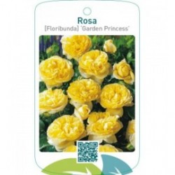 Rosa [Floribunda] ‘Garden Princess’