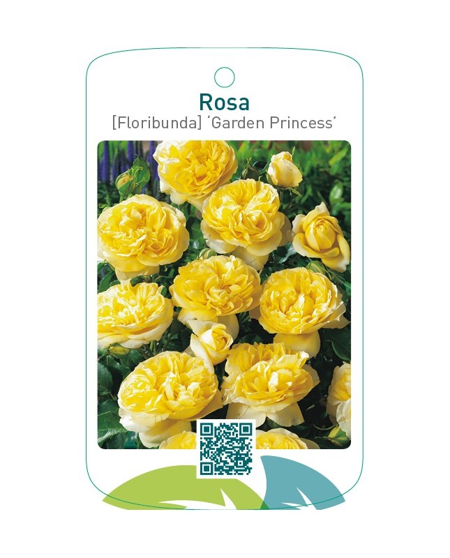 Rosa [Floribunda] ‘Garden Princess’