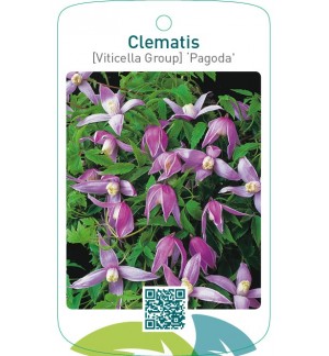 Clematis [Viticella Group] ‘Pagoda’