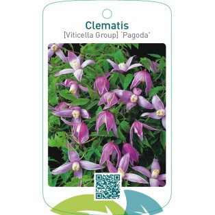 Clematis [Viticella Group] ‘Pagoda’