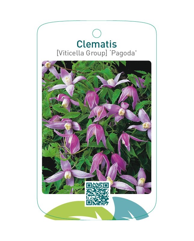 Clematis [Viticella Group] ‘Pagoda’