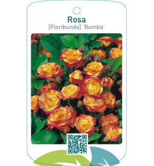 Rosa [Floribunda] ‘Rumba’