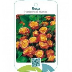 Rosa [Floribunda] ‘Rumba’