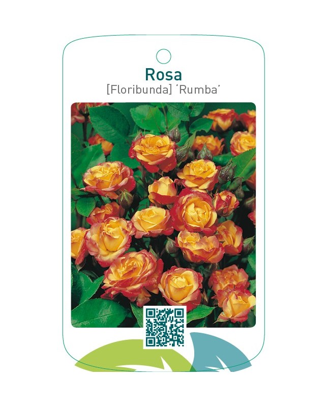 Rosa [Floribunda] ‘Rumba’