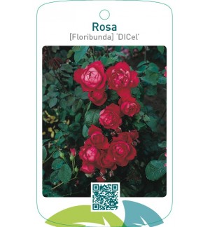 Rosa [Floribunda] ‘Dicel’ (Scarlet Queen Elizabeth)