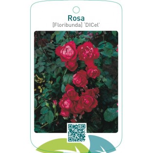 Rosa [Floribunda] ‘Dicel’ (Scarlet Queen Elizabeth)