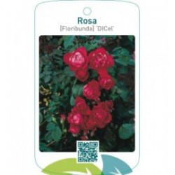 Rosa [Floribunda] ‘Dicel’ (Scarlet Queen Elizabeth)