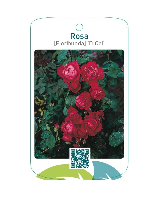 Rosa [Floribunda] ‘Dicel’ (Scarlet Queen Elizabeth)