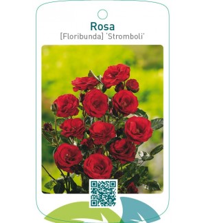 Rosa [Floribunda] ‘Stromboli’