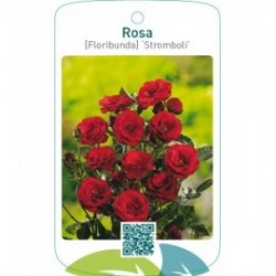 Rosa [Floribunda] ‘Stromboli’