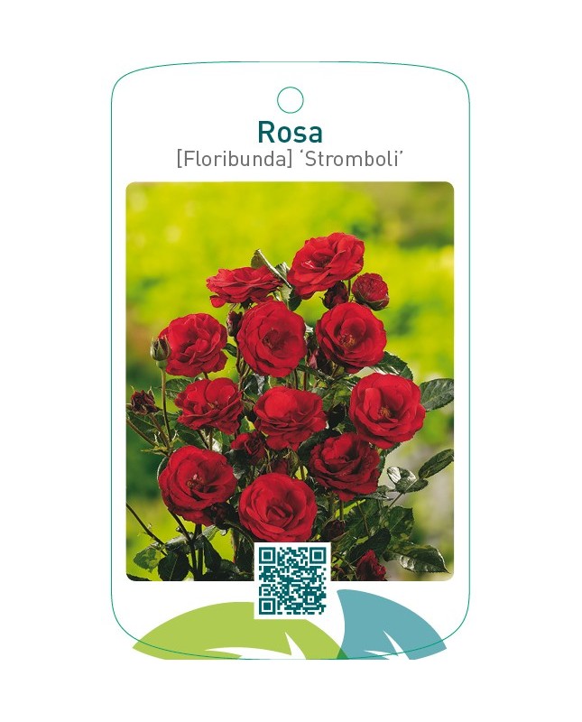 Rosa [Floribunda] ‘Stromboli’