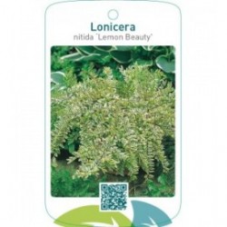 Lonicera nitida ‘Lemon Beauty’