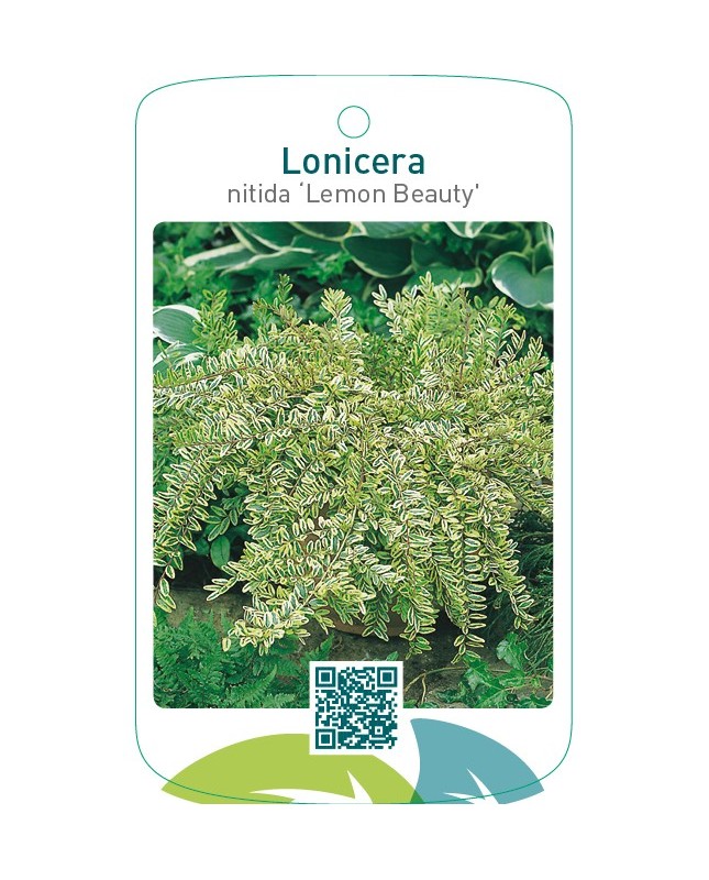 Lonicera nitida ‘Lemon Beauty’