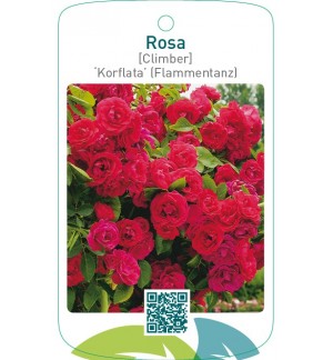 Rosa [Climber] ‘Korflata’ (Flammentanz)