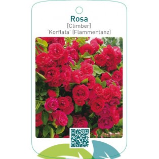 Rosa [Climber] ‘Korflata’ (Flammentanz)