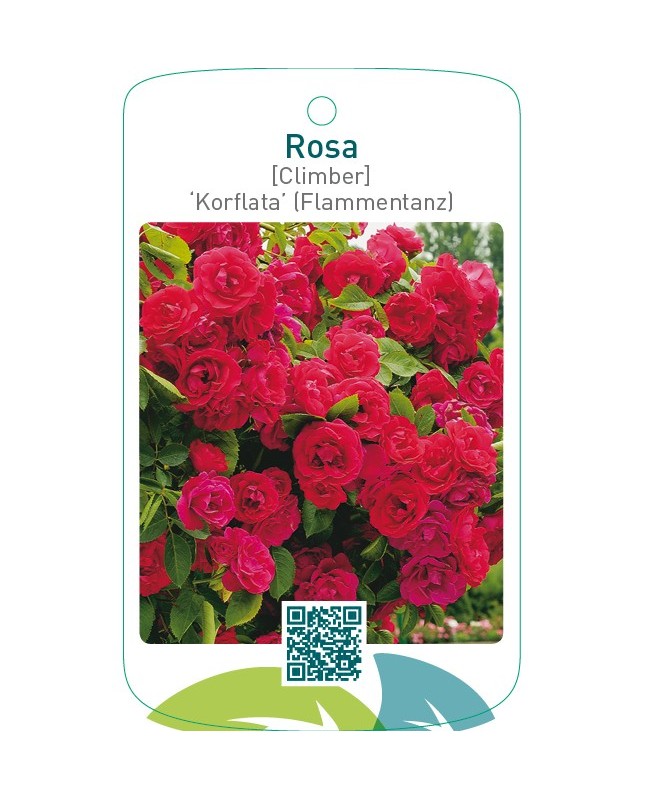 Rosa [Climber] ‘Korflata’ (Flammentanz)