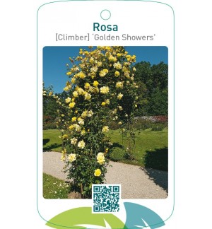 Rosa [Climber] ‘Golden Showers’
