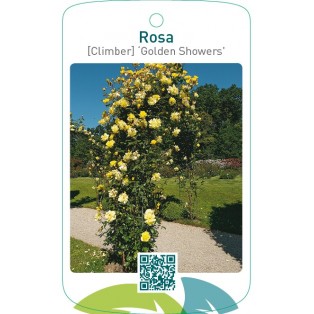 Rosa [Climber] ‘Golden Showers’