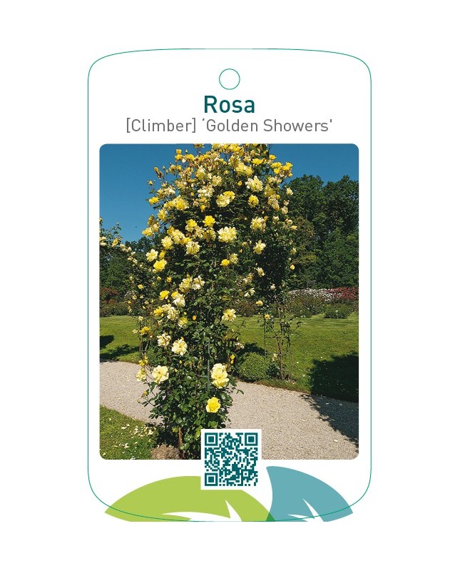 Rosa [Climber] ‘Golden Showers’